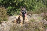 MALINOIS 057